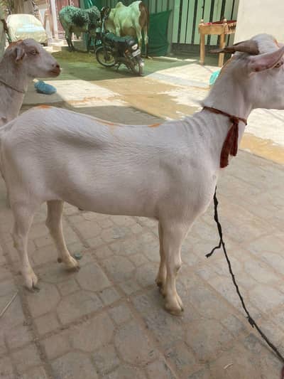 khassi Bakra Jodi available for sale