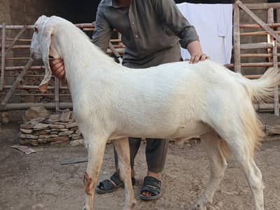 bakry for sale ha qurbani k