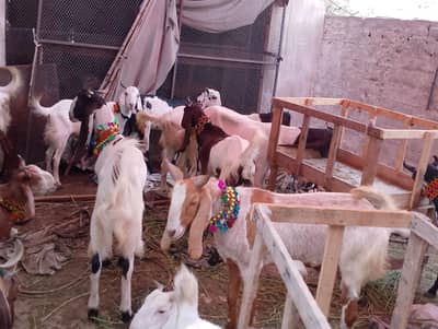 Khassi Qurbani 2026 Goats | 2 Daant-4 Daant | Start From 55k - 85k