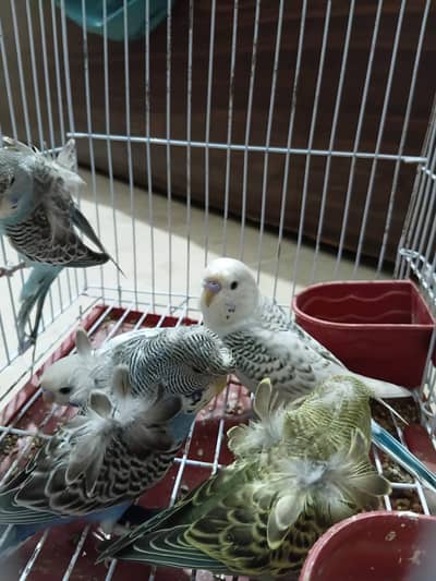 MASHA ALLAH  Top Quality Ready to Breed Hogoromo & White Tcb