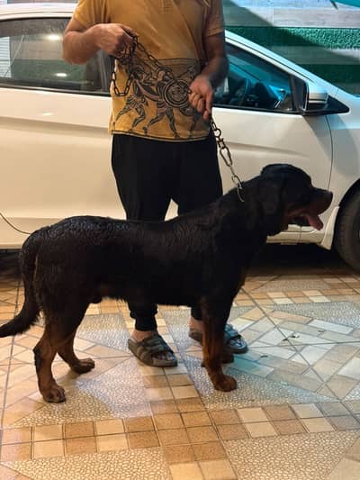Rottweiler Dog