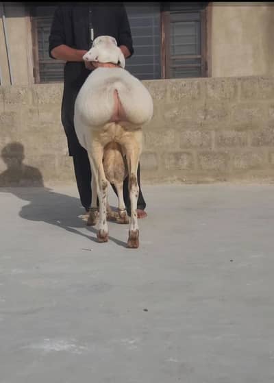 TURKEY DHUMBA