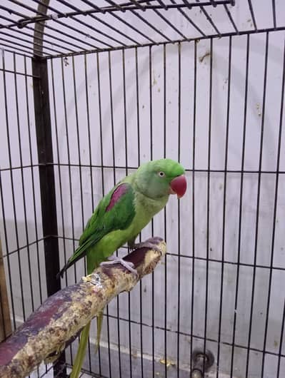 Female Raw Parrot 2 years