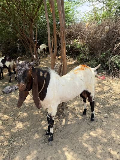Qurbani Ke Liye Bakray Available