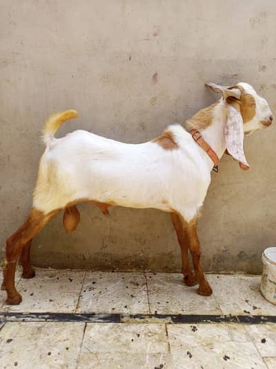 Boo bakra and Gulabi bakri