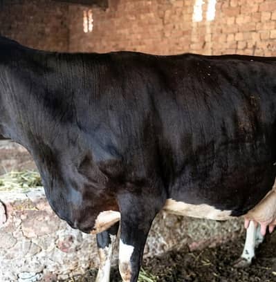 Frisian Cow