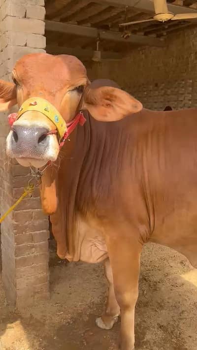 bull for sell 2dantt
