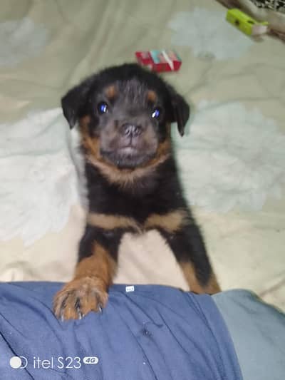 Rottweiler Female punch face pedigree