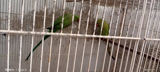 Ringneck