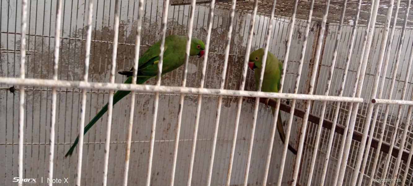 Ringneck 0