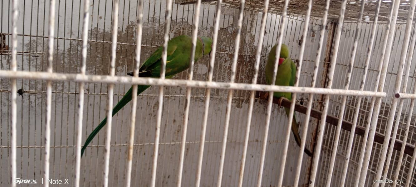 Ringneck 1