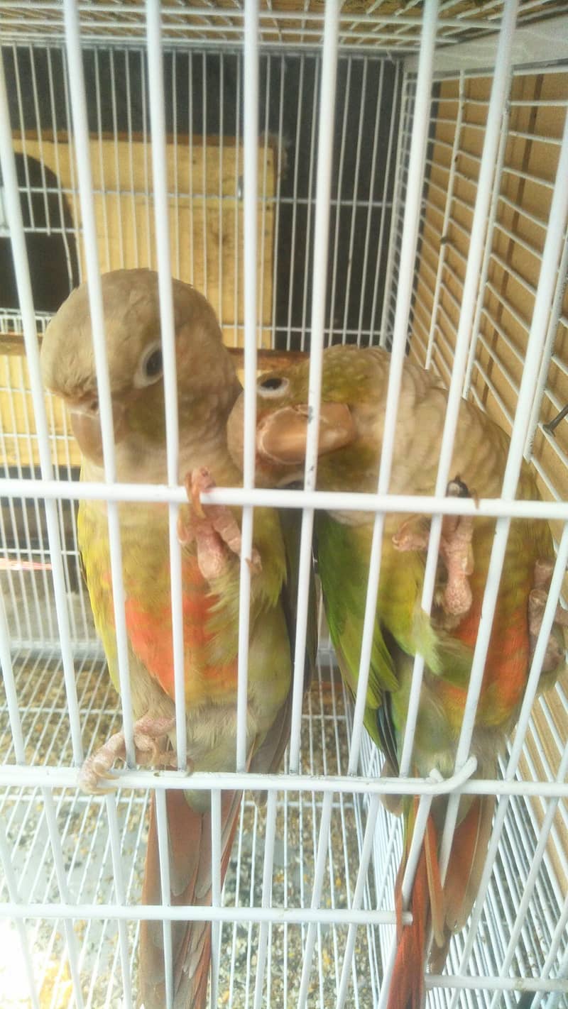 Ringneck 2