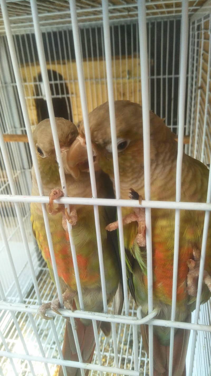 Ringneck 3