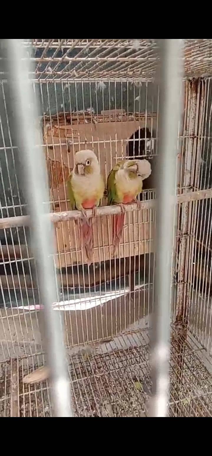 Ringneck 4