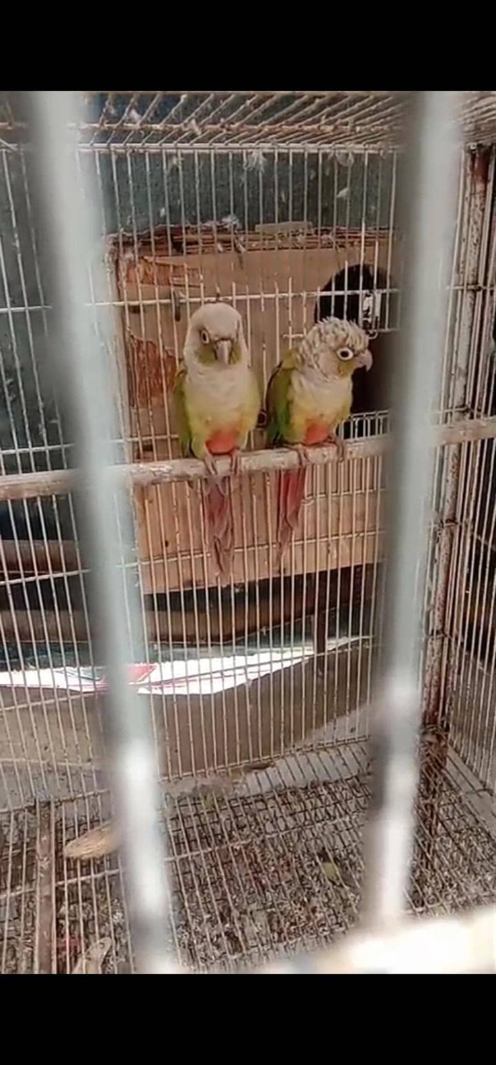 Ringneck 5