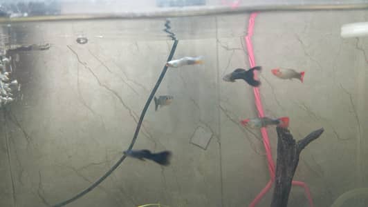 Imported Guppy for Sale | Model Town Lahore