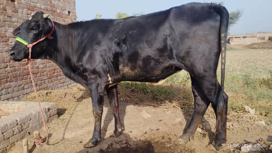Cow (Vehri) for Qurbani /قربانی کے لیے گائے (وہڑی)