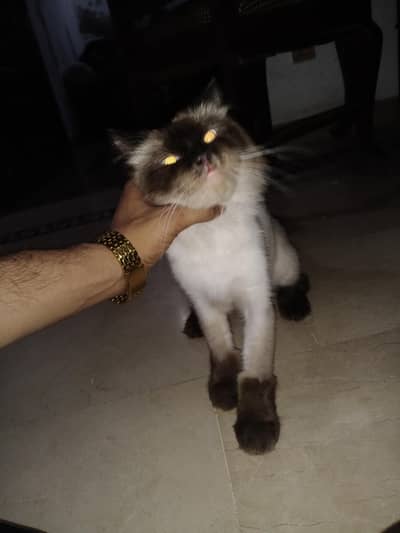 i wanna sale my cat