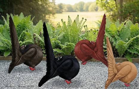 modran baredar pair available