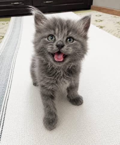 Persian Gray Kittens