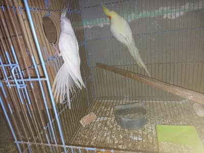 cocktail breeder pair