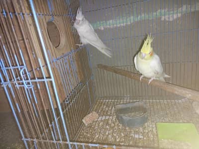cocktail breeder pair