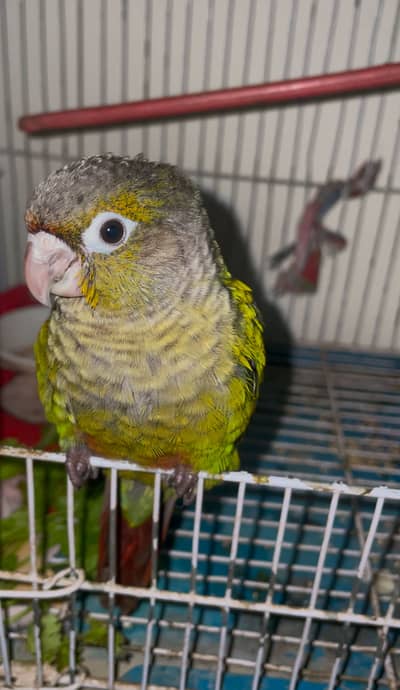 Green cheek conour
