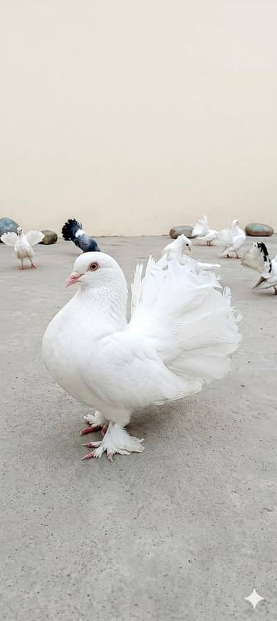 “3 Pairs Lakay Kabootar + 1 Desi Pair” pure white available