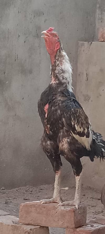  High Quality Thai & Threed Breed Chicken Eggs Available 