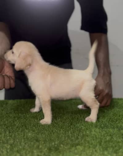 Labrador Pedigree Vaccinated Puppies