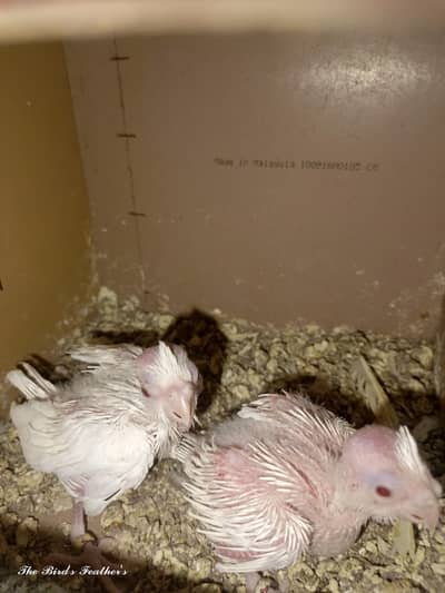 Eno cocktails 2 chicks available for hand tame purpose