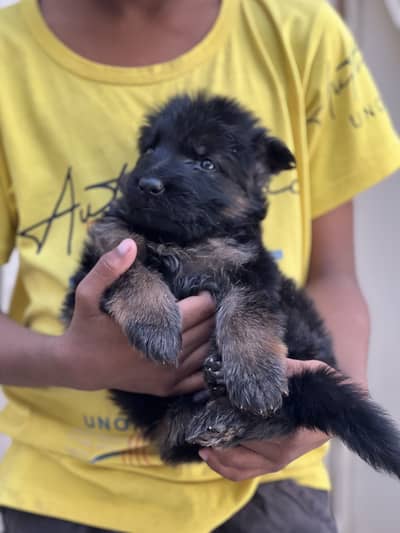 Long Coat German Shepherd Puppies | Black Face Mask | Top Quality