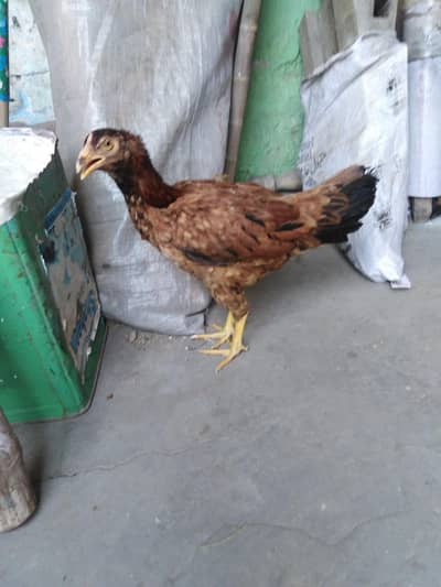 Hens sale kurk hai