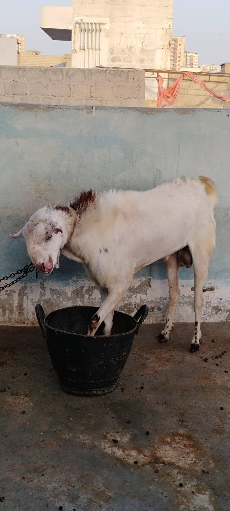 Desi bakra 2