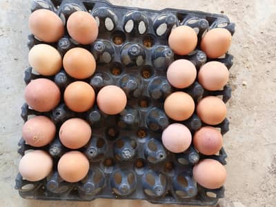 brown eggs sale