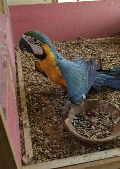 sale blue gold macaw