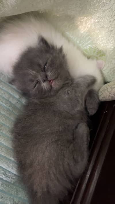 Kittens for Sale need good family for adoption