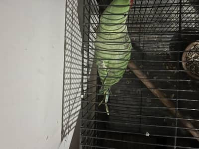 Raw parrot female taking