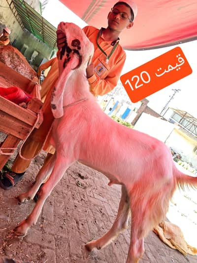 Goats | Bkra | Bkri | Sheep | Dumba | Qurbani Goats For Sale