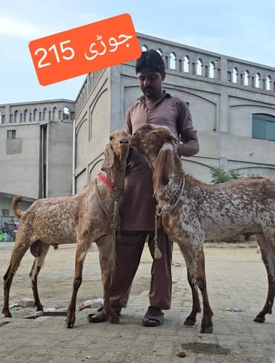 Goats | Bkra | Bkri | Sheep | Dumba | Qurbani Goats For Sale