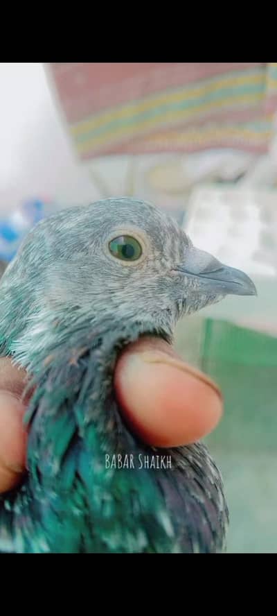Green eyes Pair for sell contacts 03113107066