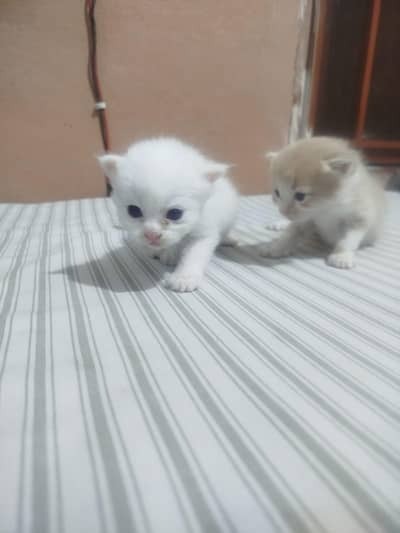 Persian kittens for sale