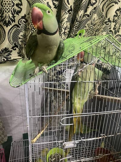 2 males locking for new home