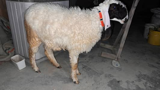 dumba for sale live weight 55 kg