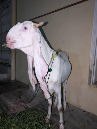 kamuri bakri goat female for sale