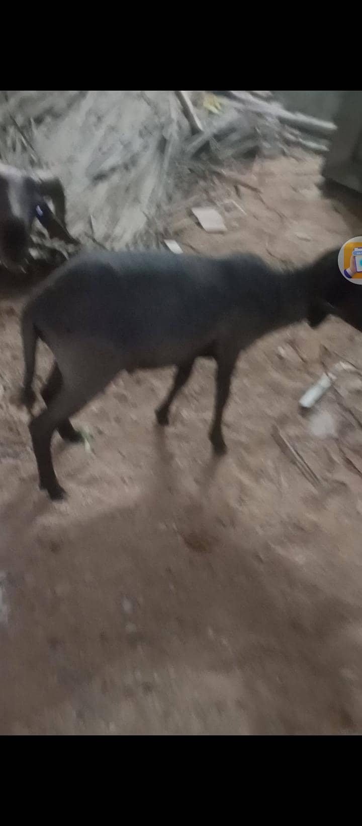 long tail dumba  2 3