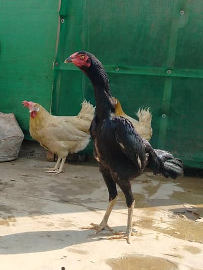 Show Quality Pure Black Japanese Shamo Female With 3 Active Chicks