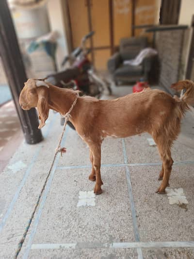 Bakra