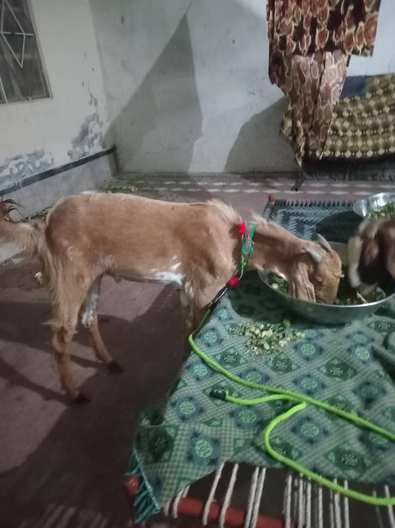 Bakra 1