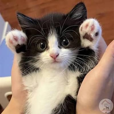 Persian female doll face cute kitten